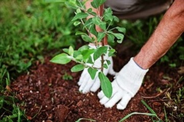 برنامه‌ریزی برای کشت ۳۲۰ میلیون درخت در خوزستان در ۴ سال